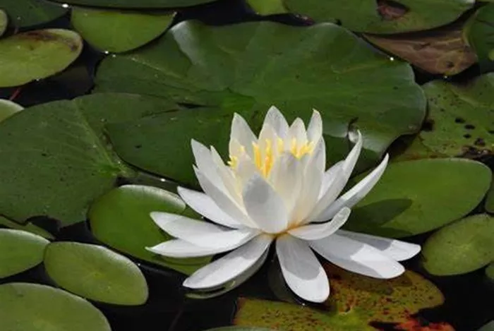 Haiku Poems About Water Lily