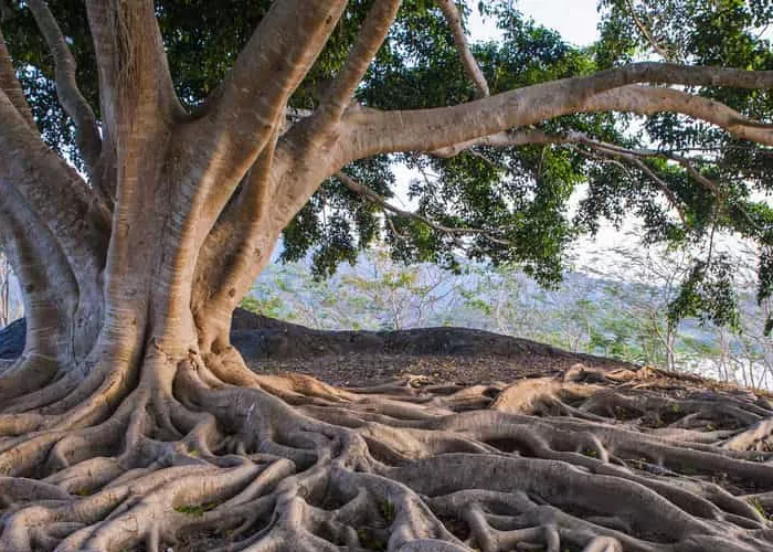 Roots of a Large Summer Tree